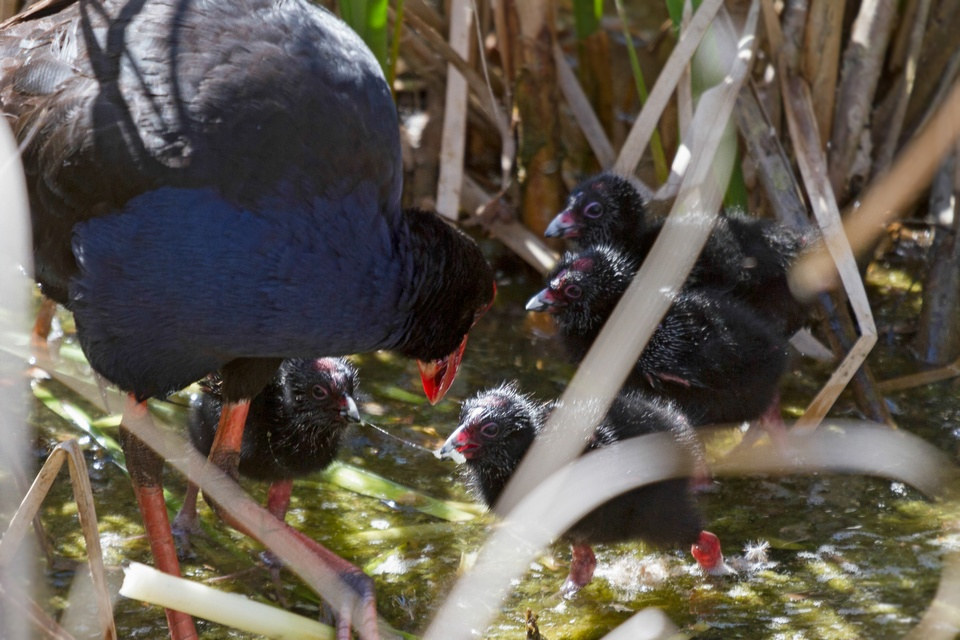 Purple Swamphen (Porphyrio porphyrio)